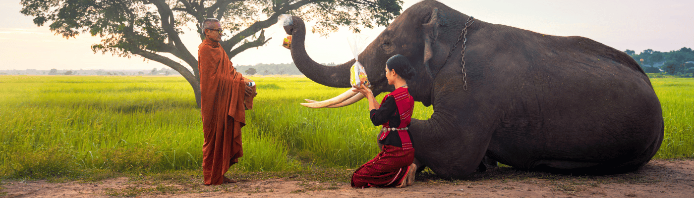 Elephant Thailand Travelbooq