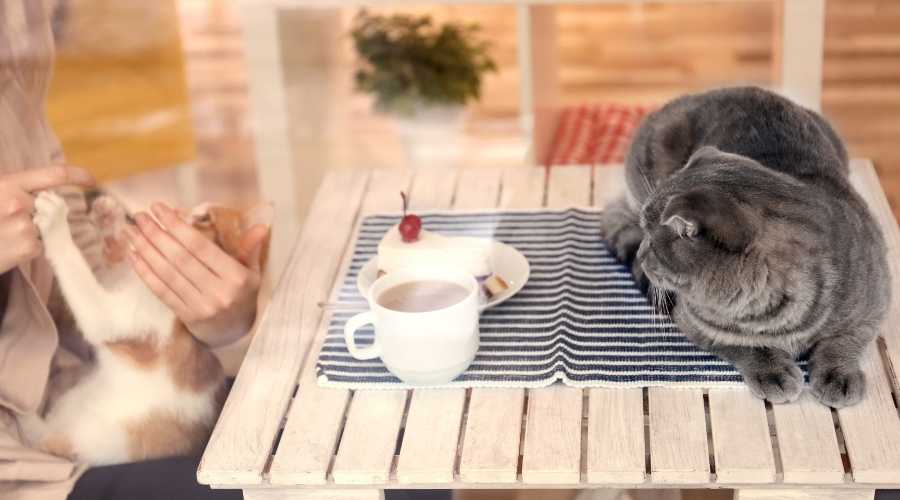 Furry and Fluffy Friends Japan's Animal Cafés