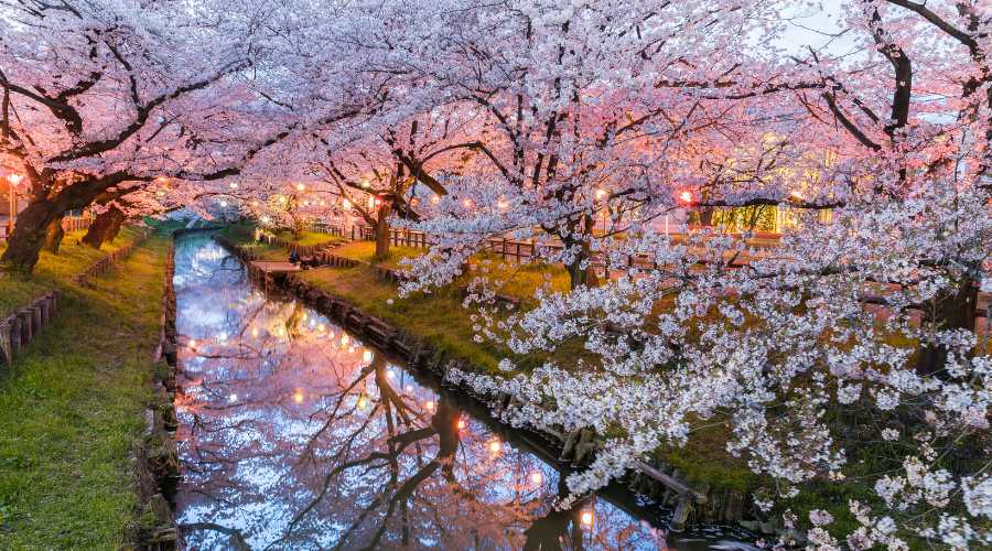 Japan's Cherry Blossom - Travelbooq